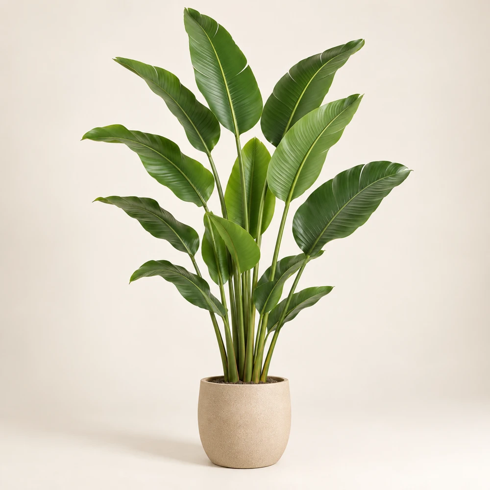 Bird of paradise foliage plant with tall upright stems and large green paddle leaves, no flowers, sand pot.