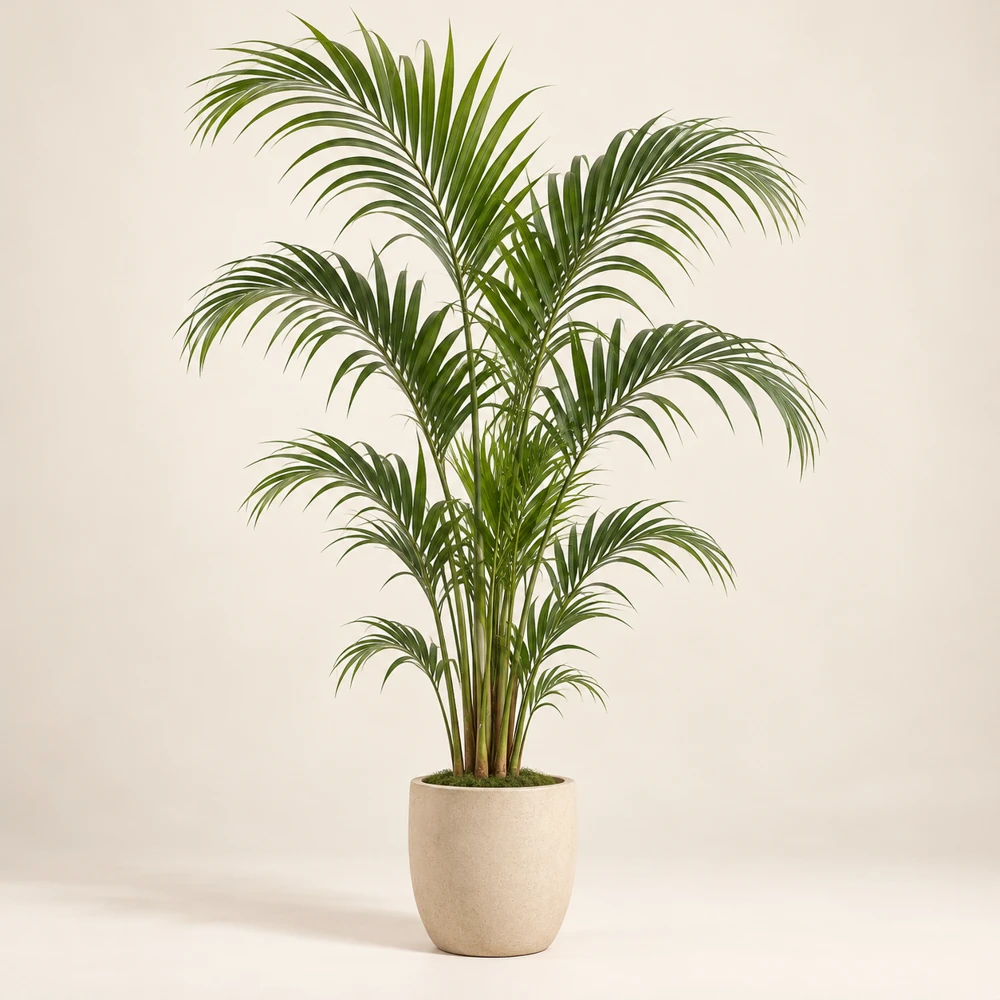 Tall kentia palm with a few graceful arching feather fronds, long slender leaflets in beige pot.