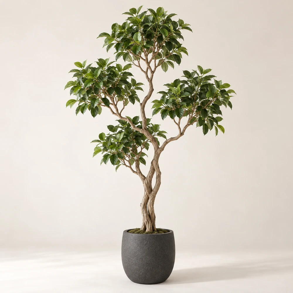 Tall sparse sculptural ficus with twisting branching wood-look trunk, rounded green leaf clusters, charcoal pot.