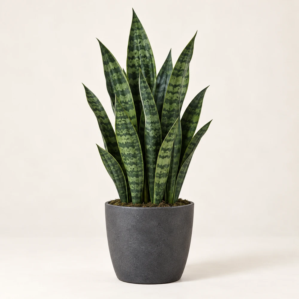 Upright sword-shaped dark-green striped snake plant leaves in a charcoal pot.